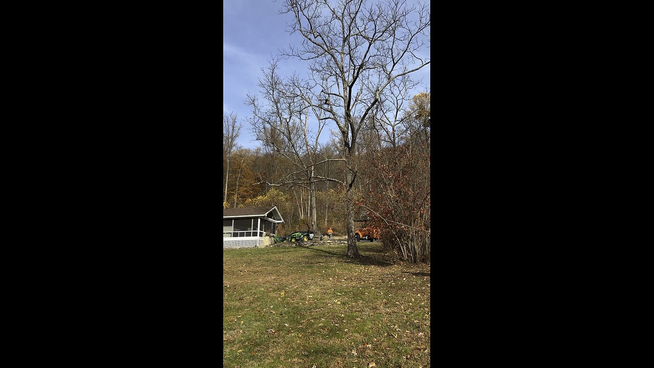 Felling walnut tree next to house