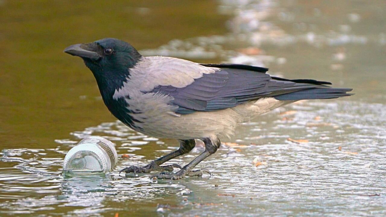 Hooded Crows Drinking on the Ice