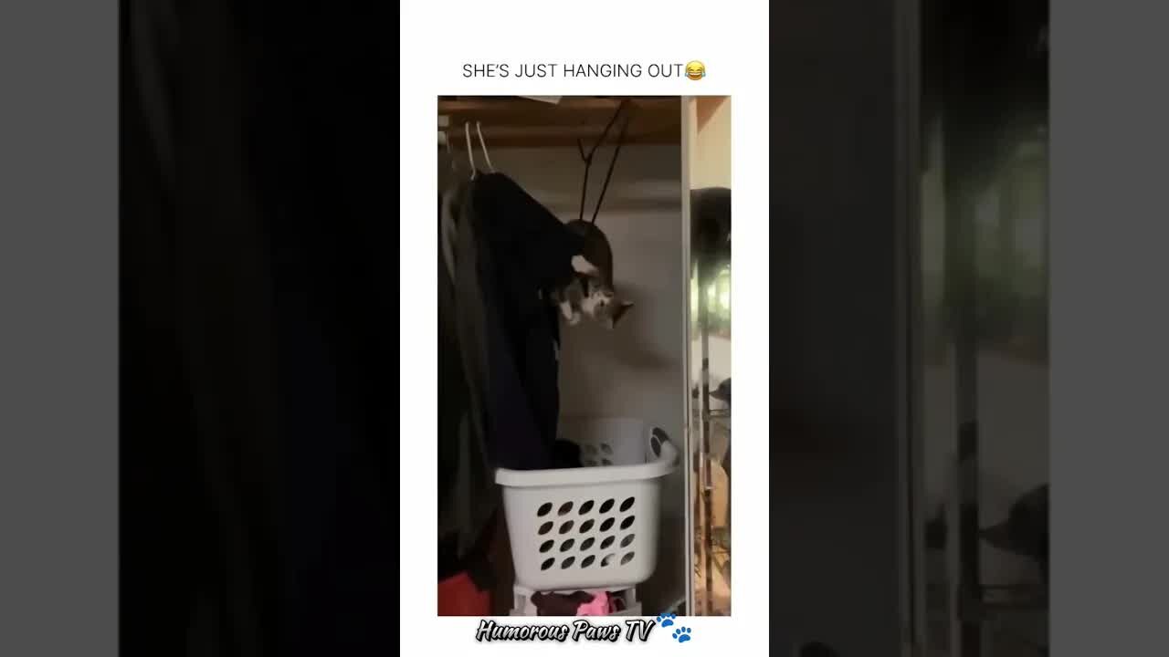 Funny animals 2024😂- Funniest Cats and Dogs Video😹🐶
