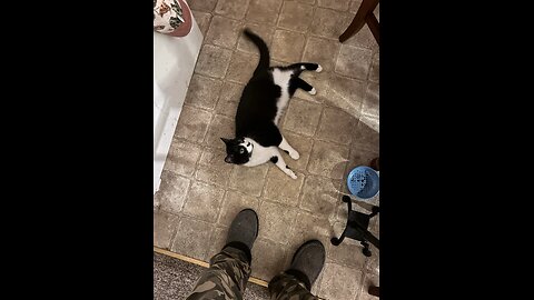 Happy cat waiting for night night dinner