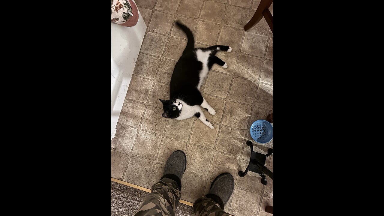 Happy cat waiting for night night dinner