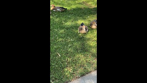 Egyptian Goose 🪿 #egyptiangoose #followme #shorts #trending #viral #goose