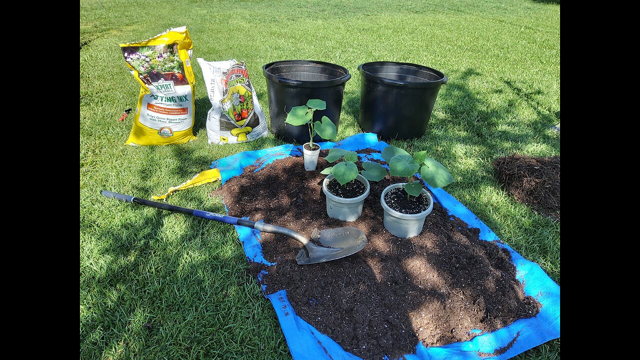 Reamending Potting Mix To Plant Container Cucumber Plants 7/21/25
