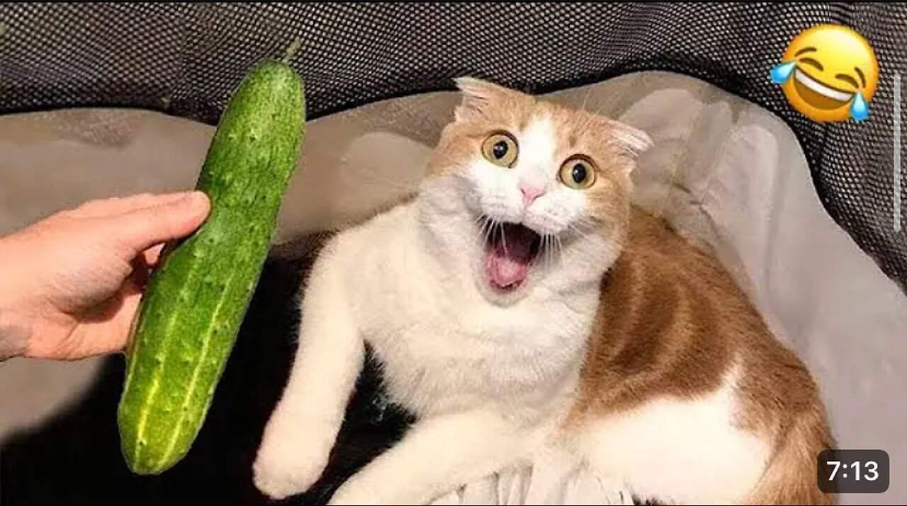 OMG Funny Cats Videos😂|| Funny Animals Competition 2025