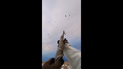 Snow Goose Hunting 2024 |