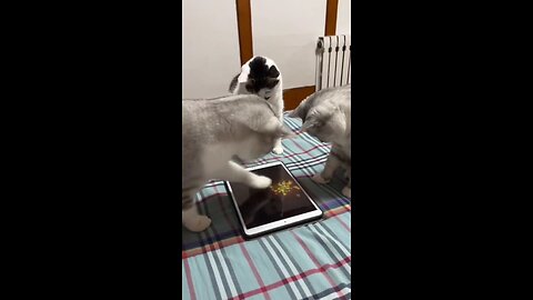 Gamer-cats with their latest iPad playing Game for Cats