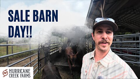 Sale Barn Day: Did we buy more than we sold?