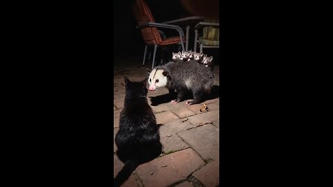 Cat meets opossum family #shorts #animals #opossum #cats