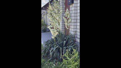 Юкка нитчатая (Yucca filamentosa)