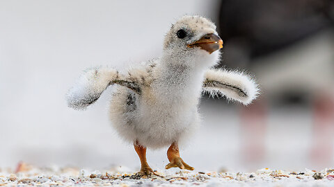 A 2-Minute Tour of Cuteness: Exploring the Black Skimmer Colony