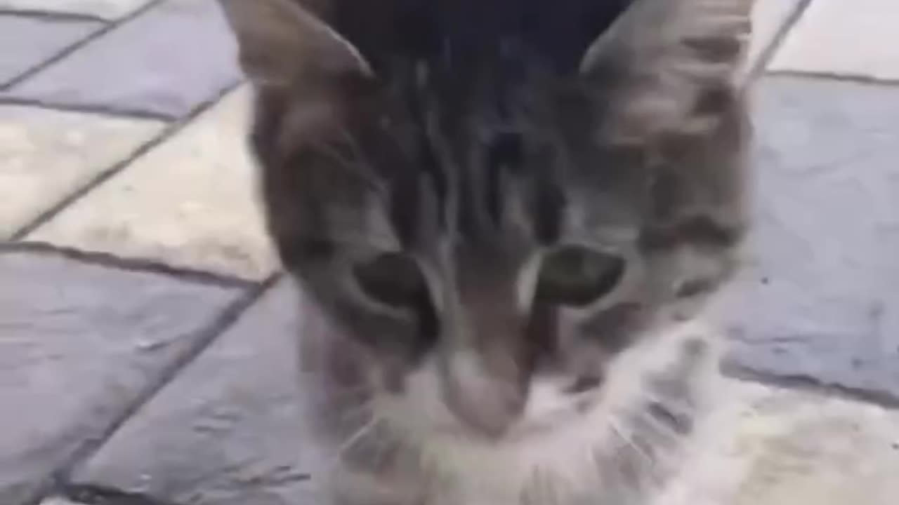 this cat is hilarious! 😂