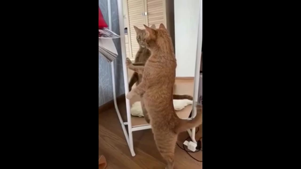 Cats
