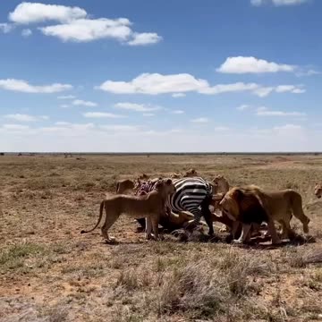 "Trapped! A Helpless Zebra Surrounded by Hungry Lions!"