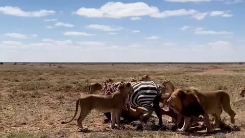 "Trapped! A Helpless Zebra Surrounded by Hungry Lions!"