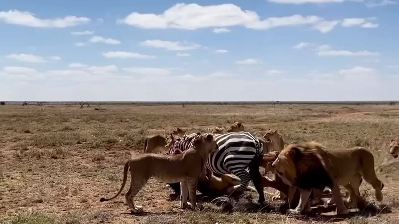 "Trapped! A Helpless Zebra Surrounded by Hungry Lions!"