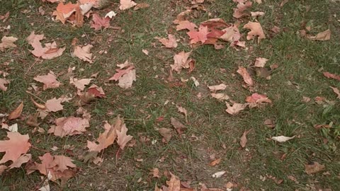 No Kings protest October 18, 2025 Lima, NY