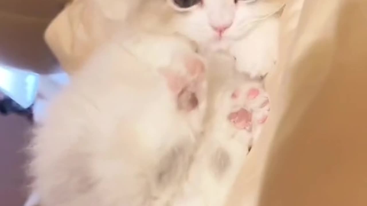 Animals