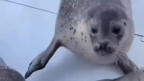 Seal core
