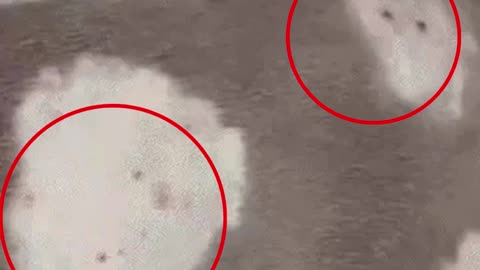 Brave Dog Mini Fights Deadly Russell Viper to Save Boy in Meerut — Dies After 27-Hour Battle!
