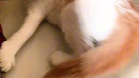funny cat video