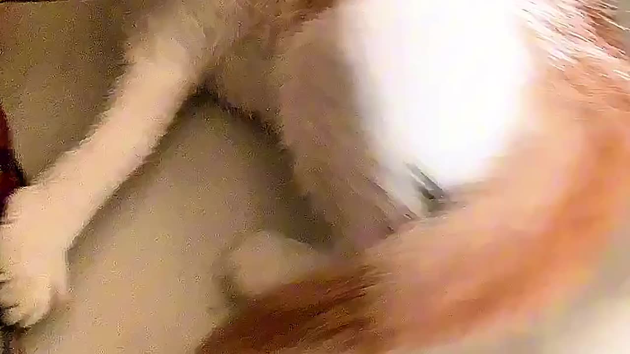 funny cat video