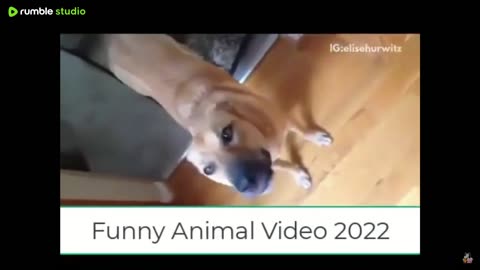 Goofy Cats and Dogs