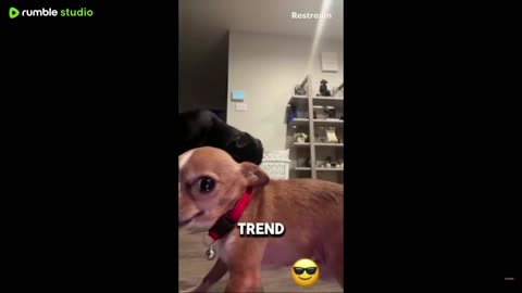 Goofy Cats and Dogs