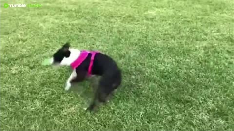 Goofy Cats and Dogs