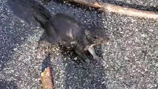 Rescued a drowning squirrel