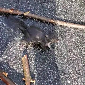 Rescued a drowning squirrel