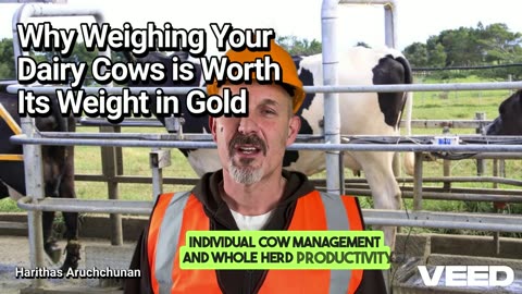 Unlock Dairy Profits:Weigh Your Cows