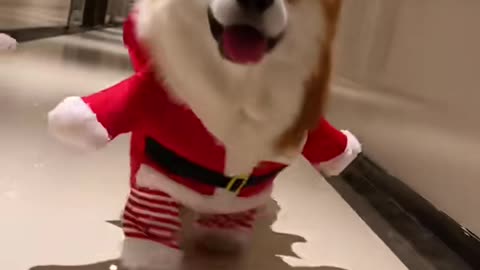 Dogs in their chunky costumes lol