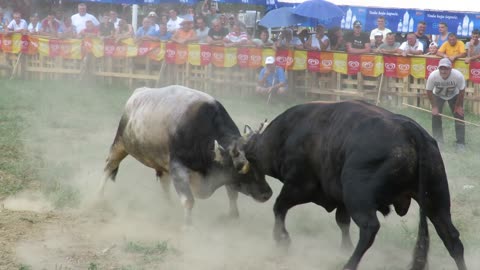 Zećo od Hasića vs Baron od Tabaka Grđevac 2024