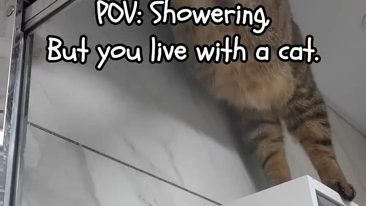 Cat: "you do this willingly?"