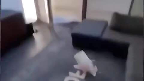 Funny Dog Reactions – Nails, Whispers & More! / Reacții Câini Haioase și Emoționante!😂