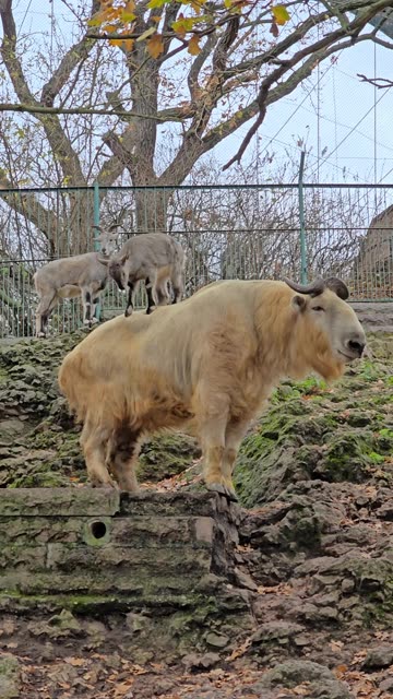 Odd Friendship Between Blue Sheep and Golden Takin