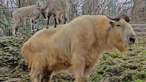 Odd Friendship Between Blue Sheep and Golden Takin