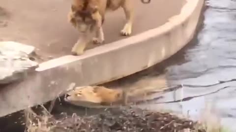 Now i know what an embarassed lion looks like..🦁🤣