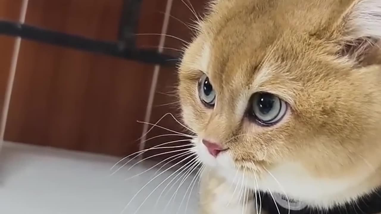 kitty