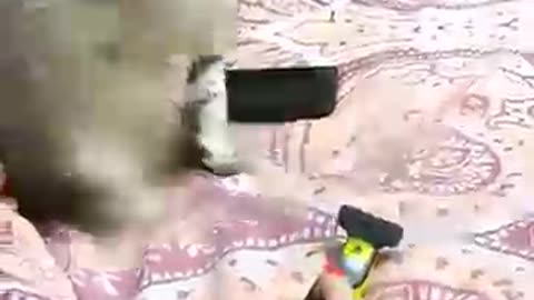 kucing-kucing kaget