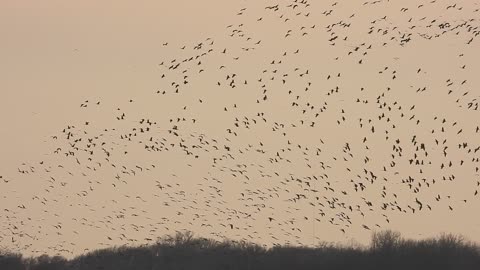 Sandhill Cranes arrival March 11 2025