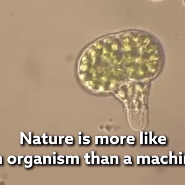 From physics point of view - nature is alive not a machine