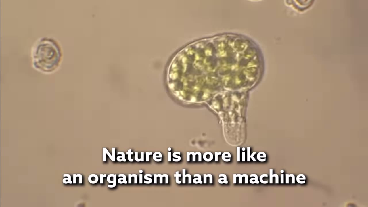 From physics point of view - nature is alive not a machine