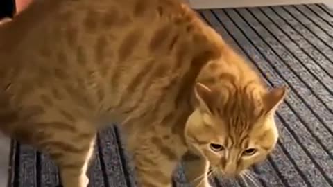 cat compilation, animal lovers, pet videos, cat tricks, cat training,