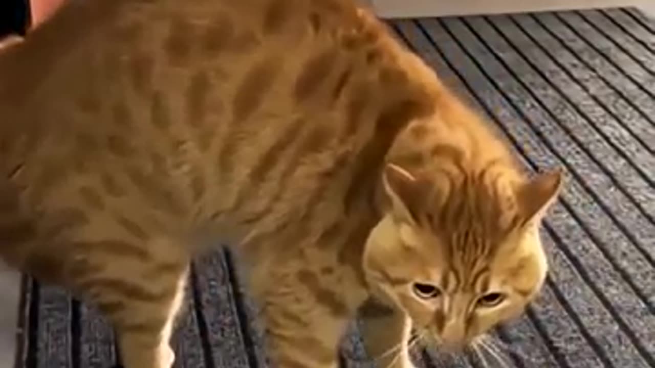 cat compilation, animal lovers, pet videos, cat tricks, cat training,