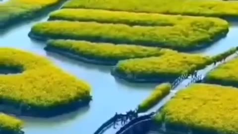 Flowering Season