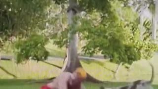 Carles Perez, former Barcelona player, bitten in the testicles by a dog