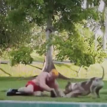 Logan Paul bitten in the testicles by a dog