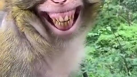 Cute monkey dance funny monkeys video
