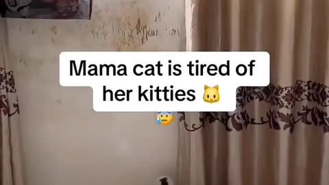 Bullying is just their nature 😭😭